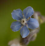 Wild comfrey